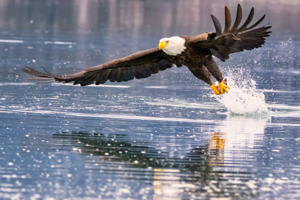 istock an eagle landing on a lake with water drops in the air 2075308255