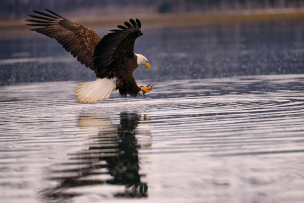 istock an eagle is flying low to the ground above the water 2075308263
