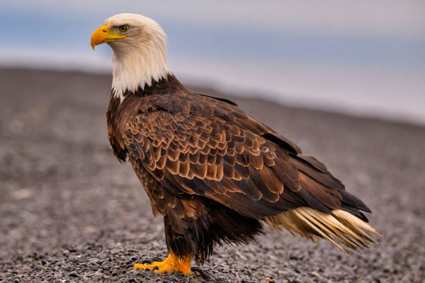 istock the large eagle is sitting alone on a black beach with its head slightly down 2075308798