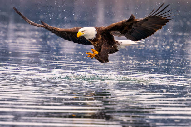 istock bald eagle landing on water with landing gear extended while flying 2075309310
