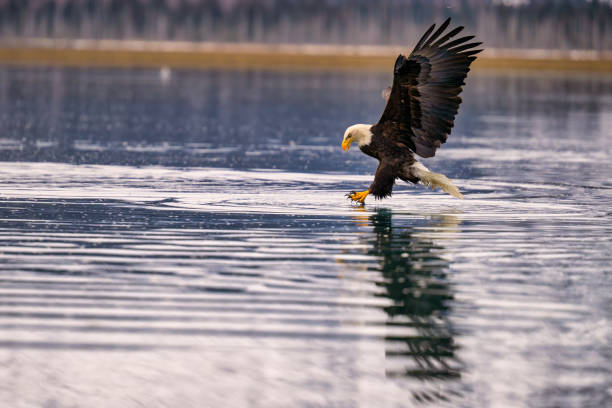 istock a bald eagle is flying through the water and taking a drink 2075309322
