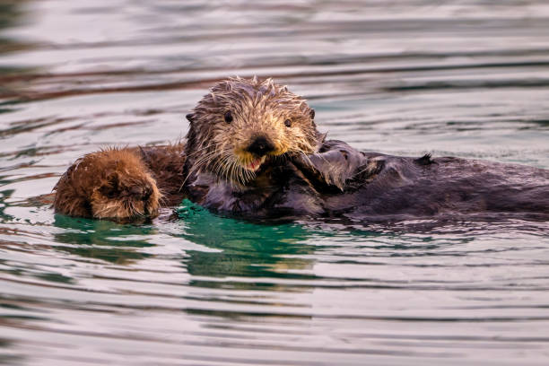 istock Sea Otter with newborn pup, Homer, Alaska 2075309331