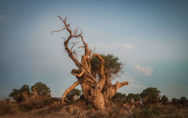 istock Populus euphratica forest at sunset in Xinjiang 2075309332
