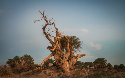 china, in July 2023. Yiwu Populus euphratica forest is one of the only three remaining Populus euphratica forests in the world. The Populus euphratica in the photo is 6000 years old, It`s the most concentrated Populus euphratica forest in China., The picture was taken at the Populus euphratica Scenic Area in Hami, Xinjiang