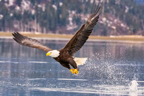 istock an eagle flying above water, flying over it, and spraying water 2075309338