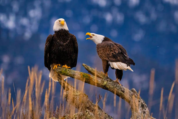 istock two bald eagles are sitting on a log in the tall grasses 2075309857