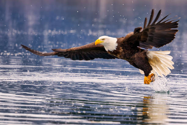 a eagle is soaring over the water as it lands on his talon