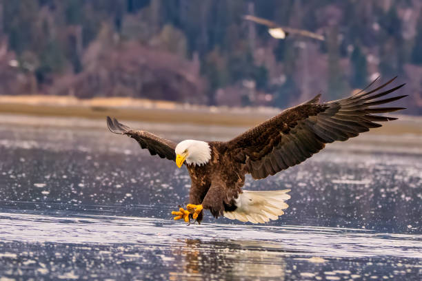 istock the eagle is flying over the frozen water by itself at the beach 2075309893