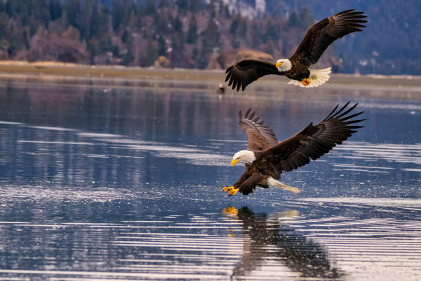 istock two bald eagles fight over water in the mountainside on a sunny day 2075309894