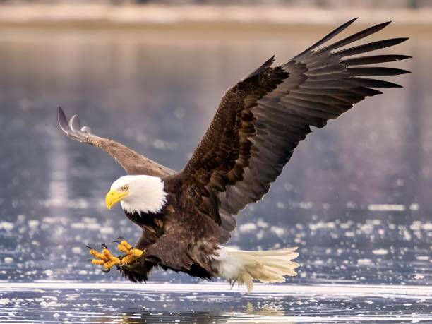 istock Majestic eagle launching from water: near Homer, Alaska 2075310416