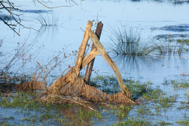 Old fence post on a flooded meadow in winter, Lower Saxony, Germany