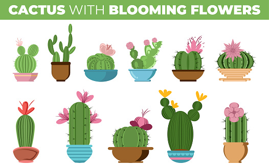 set of different types of cactus with blooming flowers