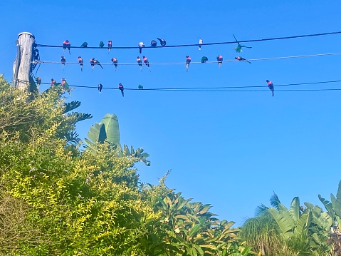 Horizontal looking up to Australian rainbow lorikeet birds sitting on power pole lines amongst tropical coastal tree tops against blue sky at beach side town
