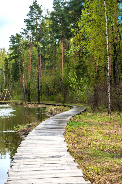 istock Paths of wooden flooring run through a beautiful spring park. 2075334136