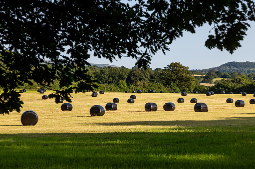 Hay bales with plastic protective covers, in a field in rural Sussex, with a blue sky overhead