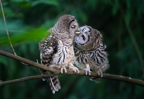 Two baby barred owlets perched on a tree branch