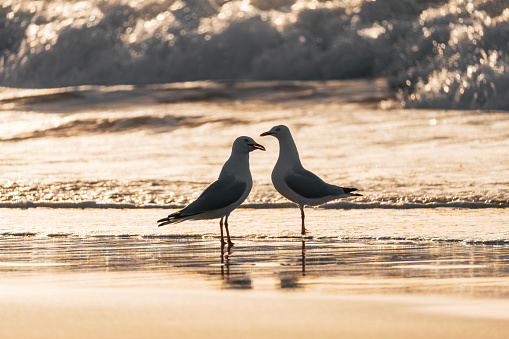 Two seagulls resting on the beach shore at sunset.