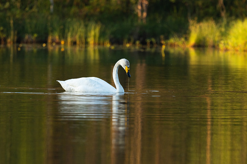 Closeup of a lonely Whooper swan swimming on a calm lake on a summer morning near Kuusamo, Northern Finland