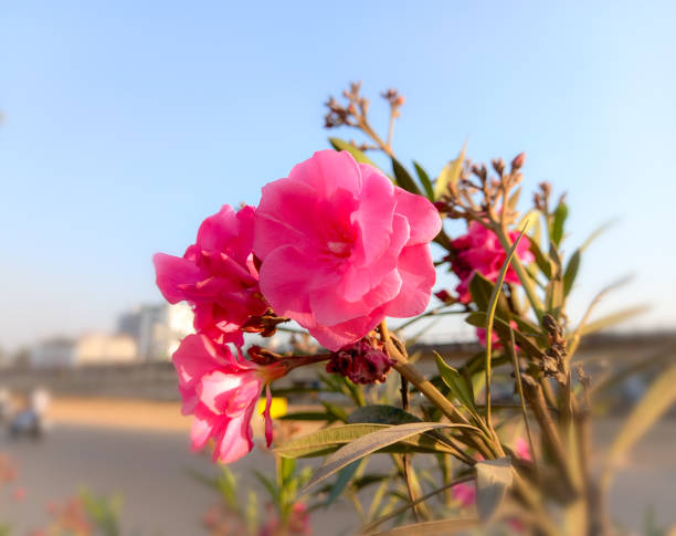Pink Nerium oleander. flower with leave. Beautiful Nerium oleander flower blooms. Flowers blooming in the garden. Background nature.