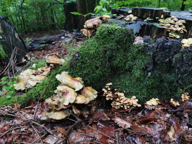 istock Fungi on a decayed tree stump in a woodland. Harz, Lower Saxony, Germany 2075356324