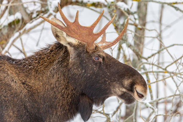 Male elk with antlers in winter forest