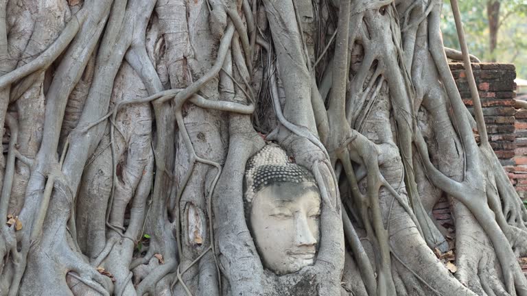 Buddha Head Entwined in Tree Roots