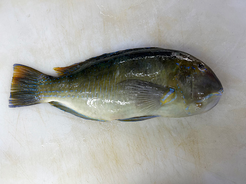 Bald Glassy Fish / Malabar Glassy Perchlet Fish (Ambassis Dussumieri), Isolated on White background.