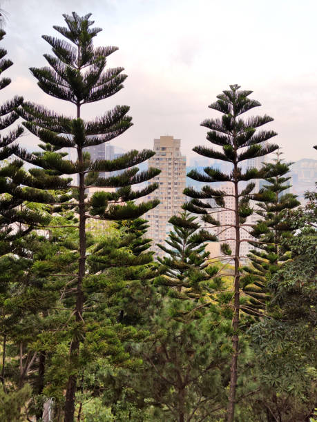 istock Trees on Quarry Hill, To Kwa Wan, Hong Kong 2075378307