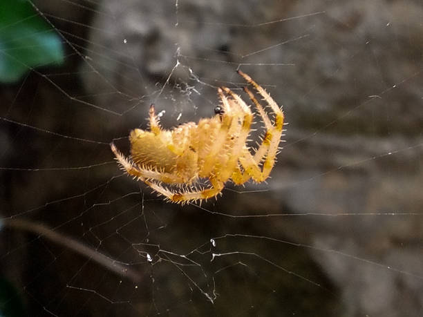 istock Magnificent orange-colored spider, the Araneus Pallidus (Pale Epeira) on its web 2075382159