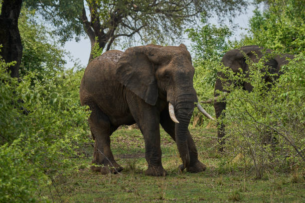 istock Bachelor group of male African Elephant 2075384292