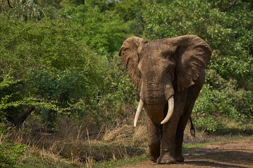 Full-length image of an Asian elephant standing in the forest