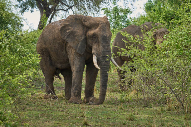 istock Bachelor group of male African Elephant 2075385405