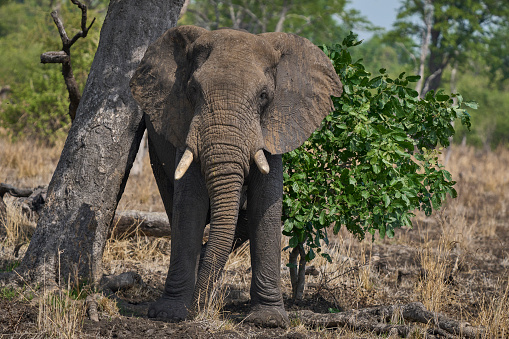 Large male African Elephant (Loxodonta africana) browsing in South Luangwa National Park, Zambia