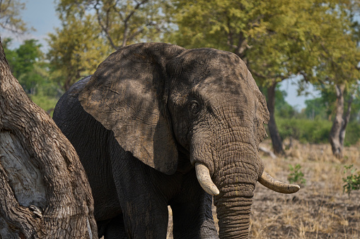 elephant drinking water in Katavi, Tanzania
