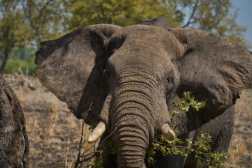 Large male African Elephant (Loxodonta africana) browsing in South Luangwa National Park, Zambia