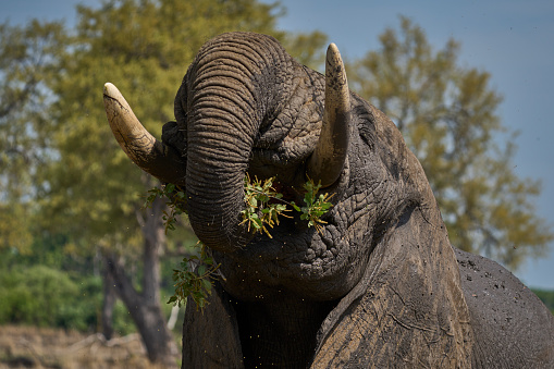 Large male African Elephant (Loxodonta africana) browsing in South Luangwa National Park, Zambia