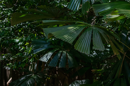 the fan palm (Licuala ramsayi)