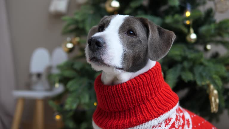 Dog in Christmas sweater looks and Christmas tree on background. Close-up of Christmas and New Year time with cute dog in red sweater. Concept of family Christmas tradition dog in knitted sweater.