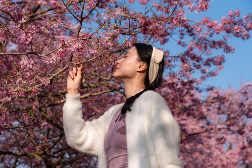 Beautiful lady posing with cherry blossoms in spring