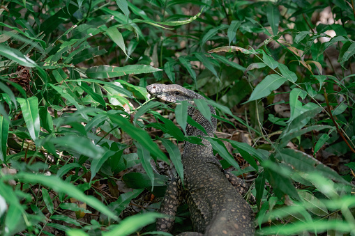 The lace monitor (Varanus varius). Monitor Lizard. Cattana Wetlands, Queensland.