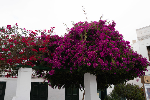 Canary Islands, Spain - April 8, 2019:  Basking in the gentle Canary Islands sun, a vibrant Bougainvillea glabra flower adds a splash of color to the serene landscape, epitomizing the natural beauty of this enchanting archipelago.