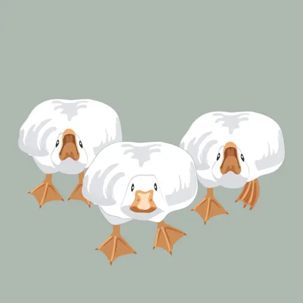 Vector illustration of Three big angry and brave geese running and going to bite probably. Goose male birds attacking and defending the flock. Vector illustration isolated on green