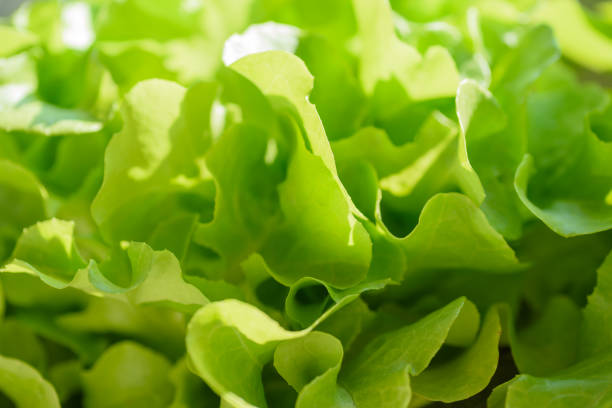 Fresh salad greens for healthy spring meals stock photo