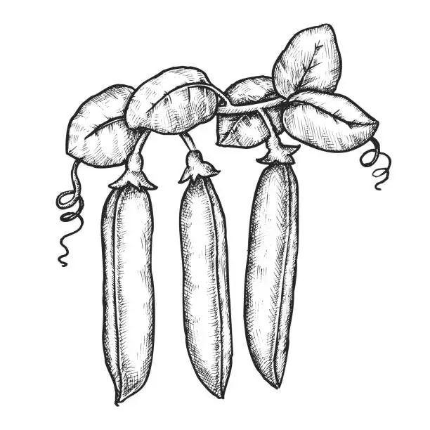 Vector illustration of Sketch of pea pod with leaf. Vector farm crop