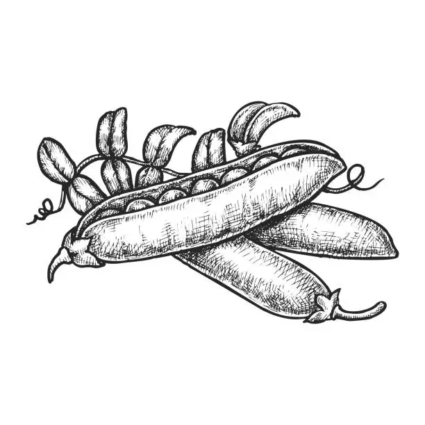 Vector illustration of Sketch of pea pod or vector peas seed. Bean plant