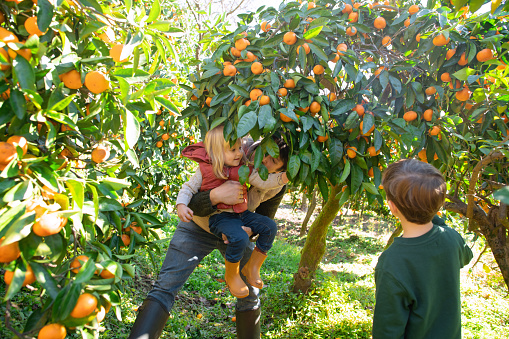 Man with children harvesting at a tangerine farm