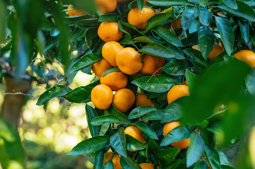 Various citrus fruits - lemons, tangerines, oranges with leaves. Fresh organic citrus fruits as background, close up.