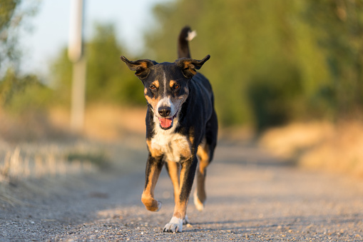 Happy dog run in the park, appenzeller sennenhund