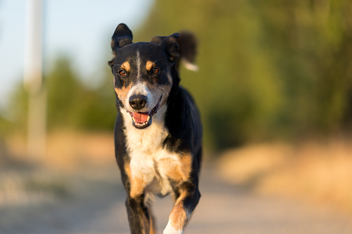 Happy dog run in the park, appenzeller sennenhund