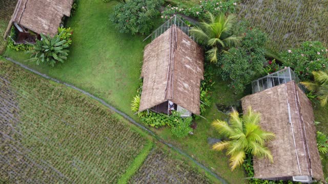 Row of thatched bungalows in hut style amid rural nature and rice fields, Aerial